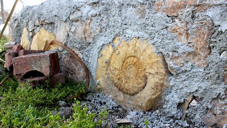 Adıyaman’da 65 milyon yıllık “Dev Salyangoz Fosili” bulundu